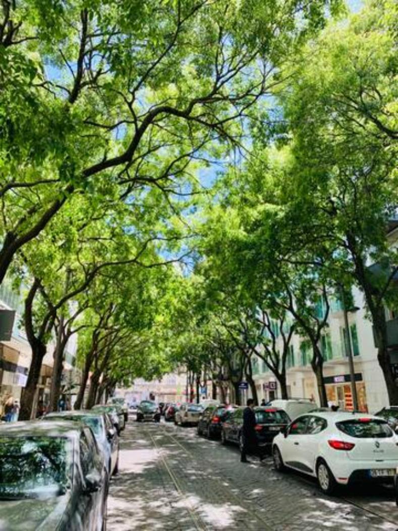 Vm - Cozy & Quiet At Campo Ourique Lisbon